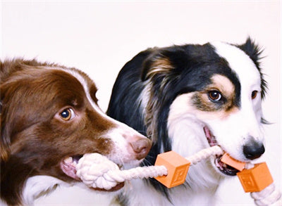 Laroo Brick on Rope Pet Toy